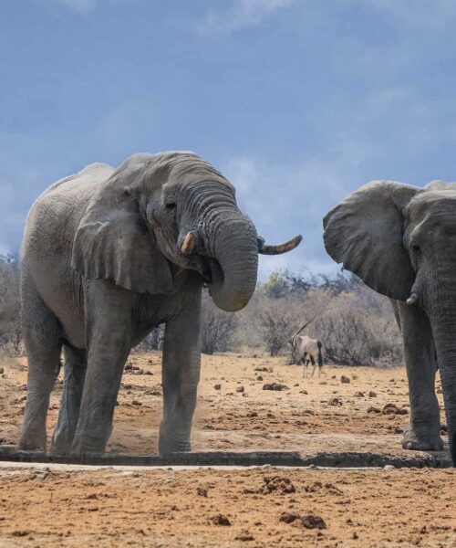 The Lion, Art of Wildlife Photography