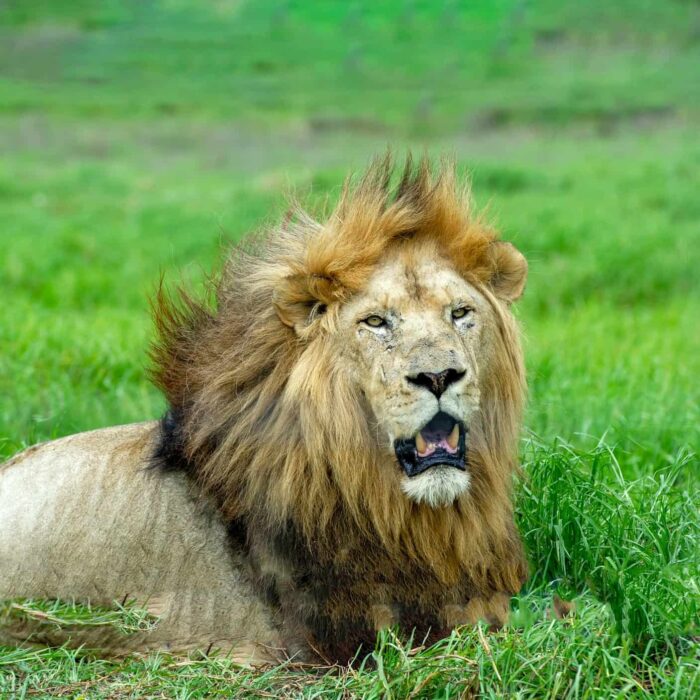 Extraordinary Picture of Elephants Wins Nature Photography